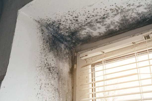 Affordable Black Mold Remediation solutions in Mercersburg, PA