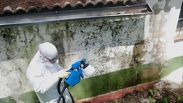 Top rated local Black Mold Remediation specialists in Mercersburg, PA